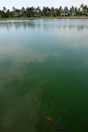 ���C�R���A�E�r�[�`�E���]�[�g Waikoloa Beach Resort