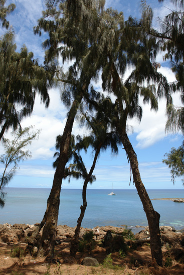 �m�[�X�E�V���A North Shore